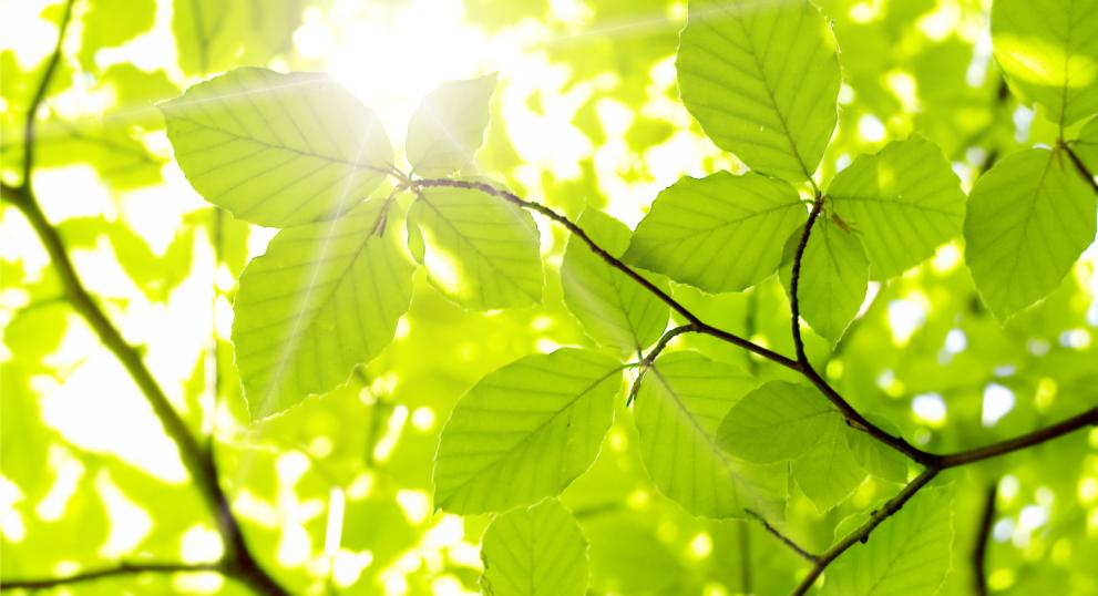  Bright green leaves illuminated by sunlight, with visible veins and a softly blurred green background.